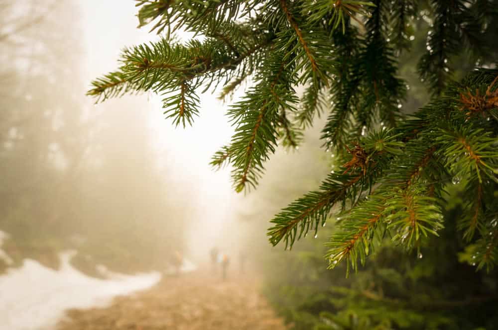 Facts About Conifer Trees You Never Knew