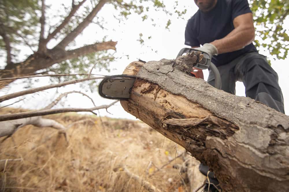 What is a Tree Surgeon?