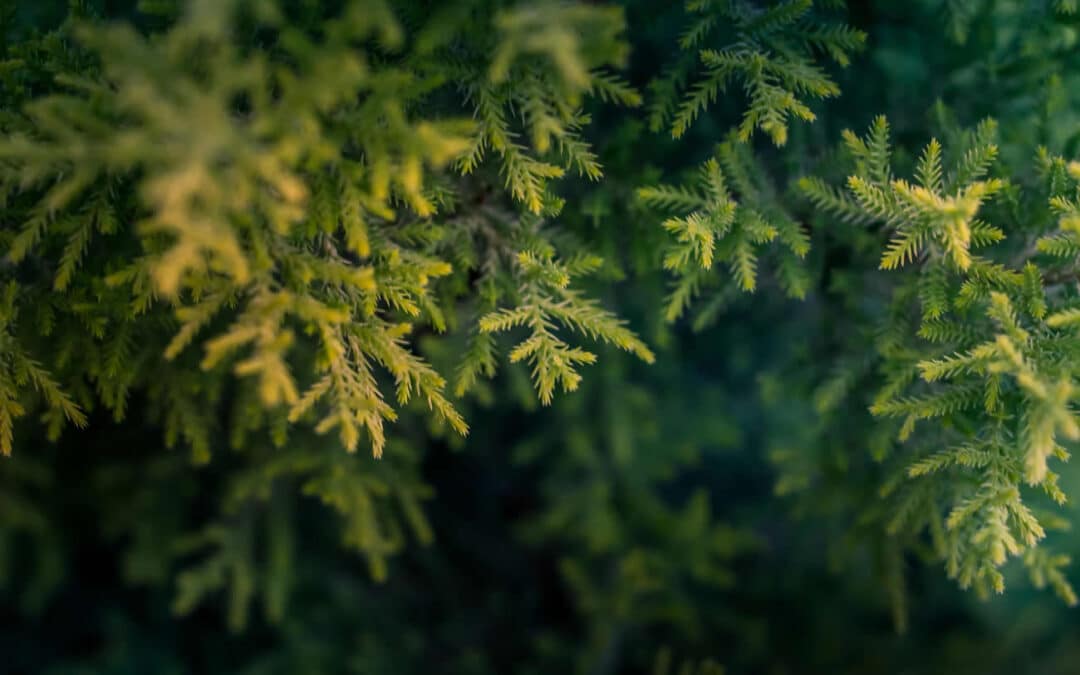 When Should You Cut Back Conifers?