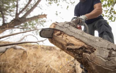 Do Tree Surgeons Need a Licence in the UK?