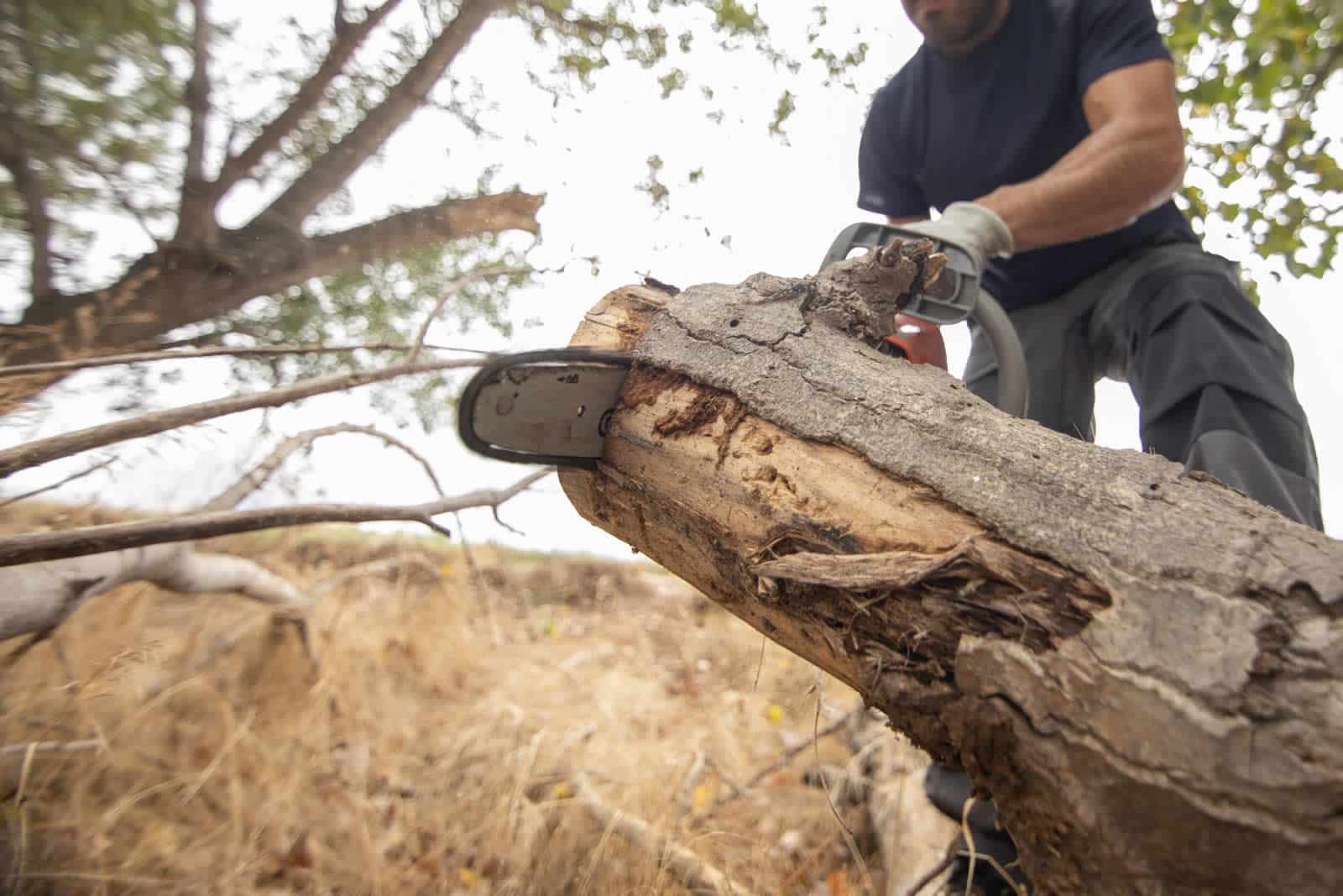 Do Tree Surgeons Need a Licence in the UK?