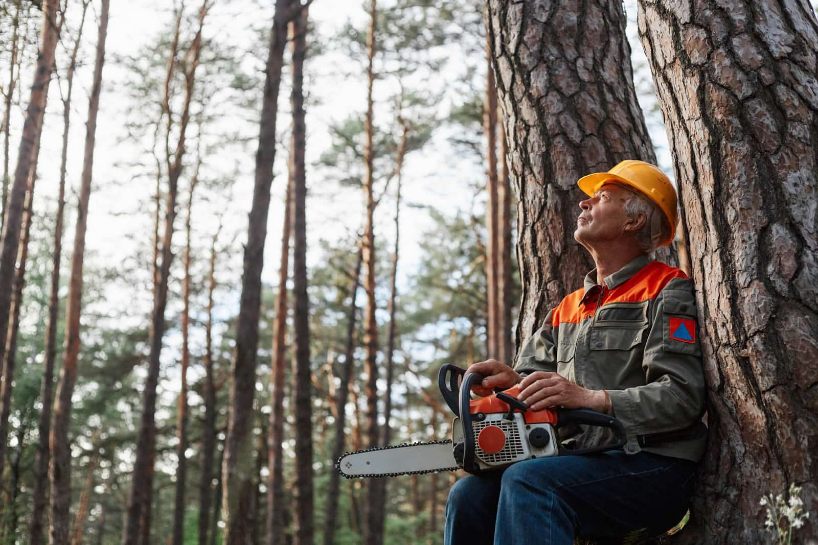 How Much Does Tree Felling Cost in Wolverhampton?