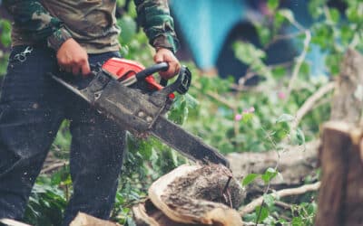 How Tree Crown Thinning Helps More Light Reach Your Garden