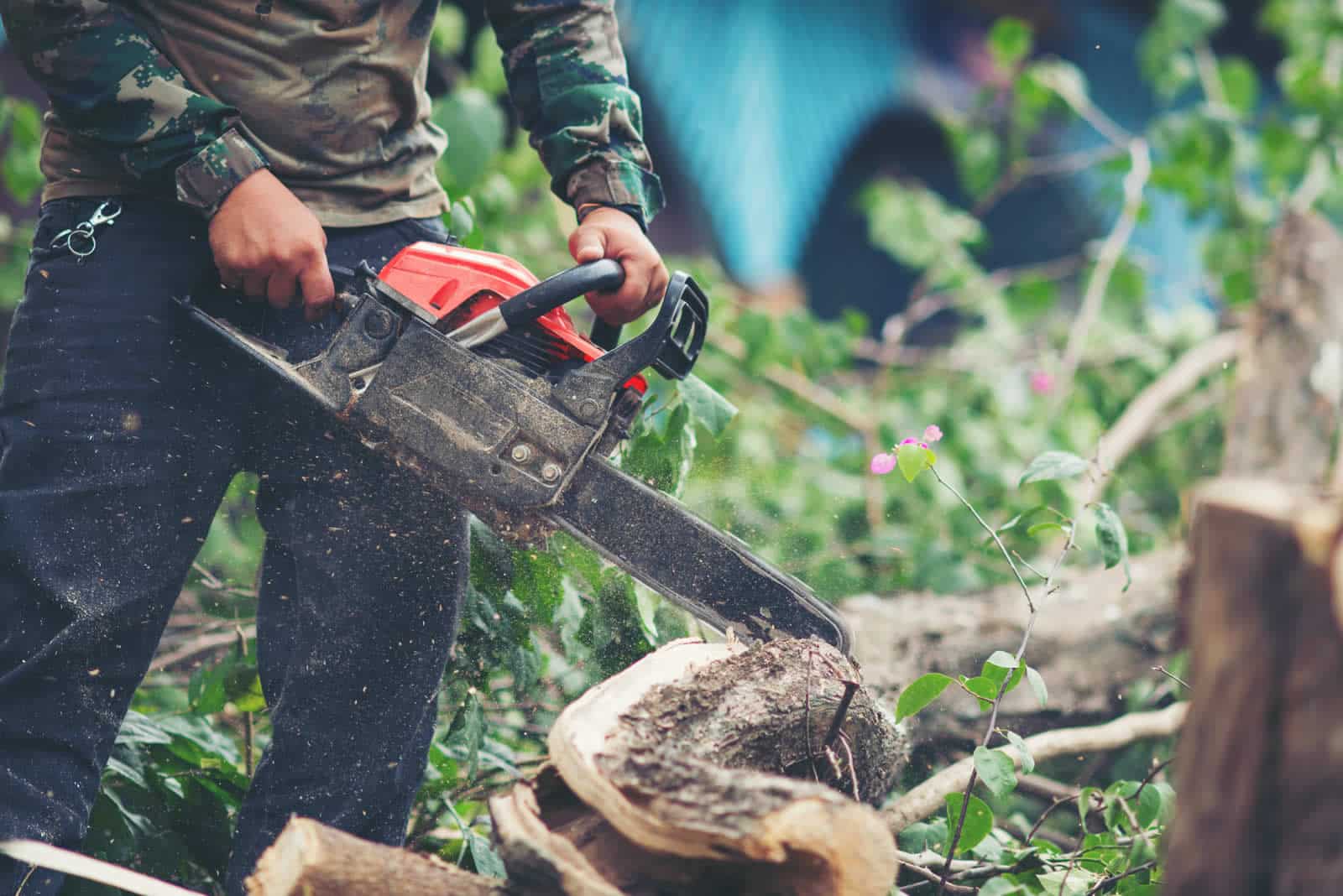 How Tree Crown Thinning Helps More Light Reach Your Garden